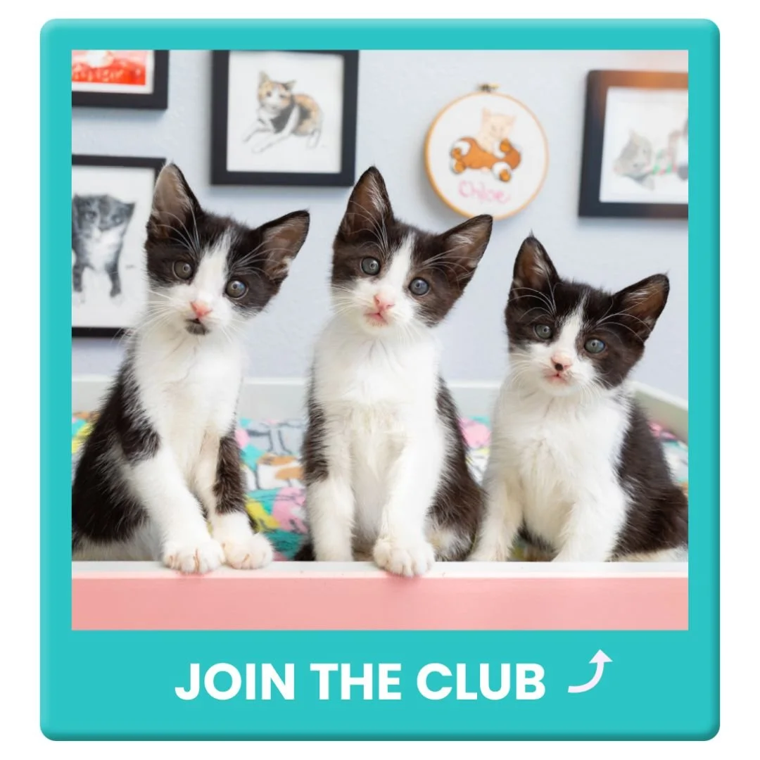 Link in Bio — Kitten Lady